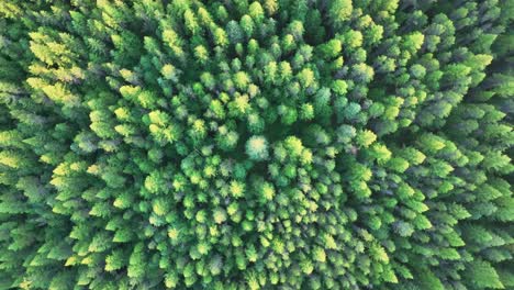 Dichter-Wald-Mit-Fichtenkronen-In-Den-Bergen-Im-Herbst