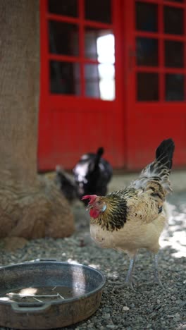 chickens by a red door