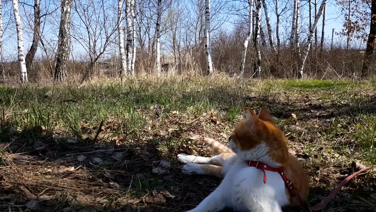el lindo gato rojo y blanco en birch grove. un día soleado de primavera.