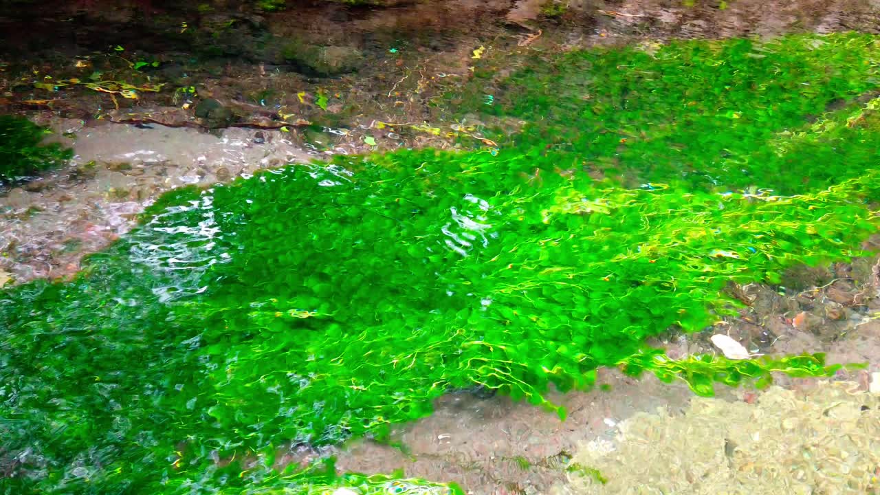 Fixed camera captures bright green algae moving in shallow stream water under natural light.