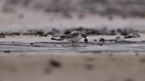 snowy plovers on the beach