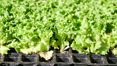 lettuce seedlings growing in a tray