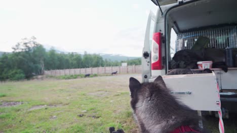 curious alaskan malamute tied on the rear of a van looking at the animals on ranch