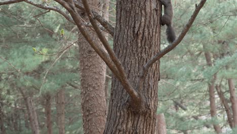 eurasian tree squirrel clambers up on tree trunk in a pine forest