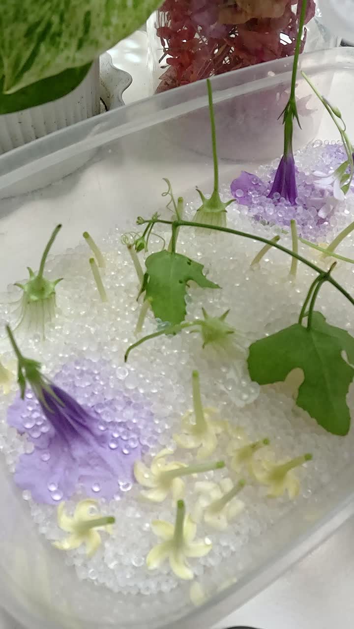 Burying fresh flowers in silica beads, process of preserving and drying real floral blooms for a DIY springtime seasonal home craft project