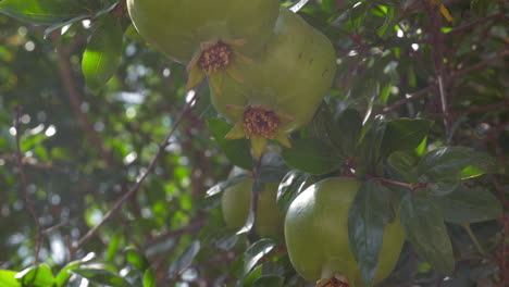 green fruit of pomegranate tree in sunlight