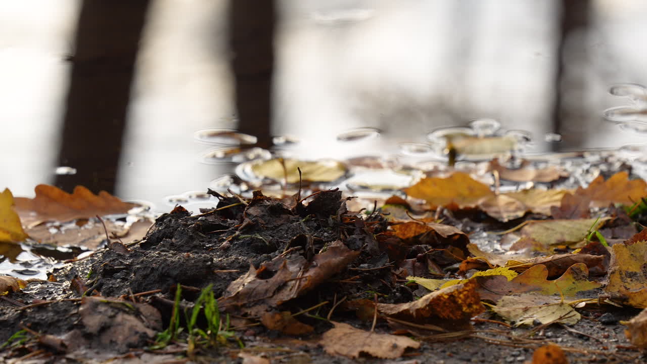 Autumn leaves on the forest floor by a puddle, reflecting the bare trees above
