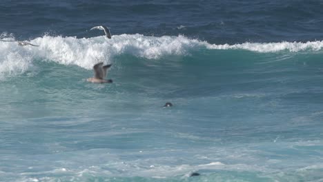 Wild-sea-otters-and-other-wildlife-in-Monterey-Bay,-California