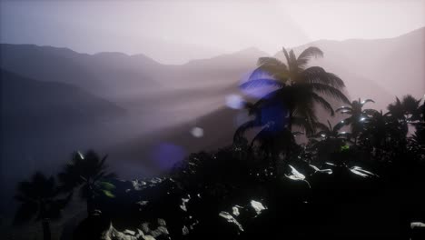 sunset beams through palm trees