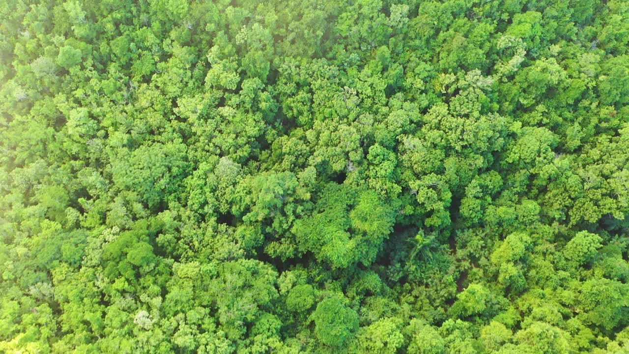 Drone footage capturing a rugged dirt road crossing deep forest wilderness, warm afternoon light spilling over the treetops, highlighting the peaceful isolation of the scene