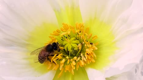 close up of busy honey bee pollinating white poppy flower