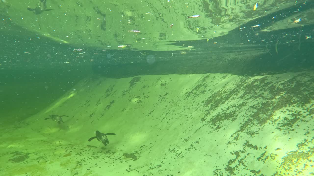 A penguin glides underwater in a sunlit zoo pool, captured with a steady camera and natural greenish lighting, highlighting aquatic movement and enclosure environment