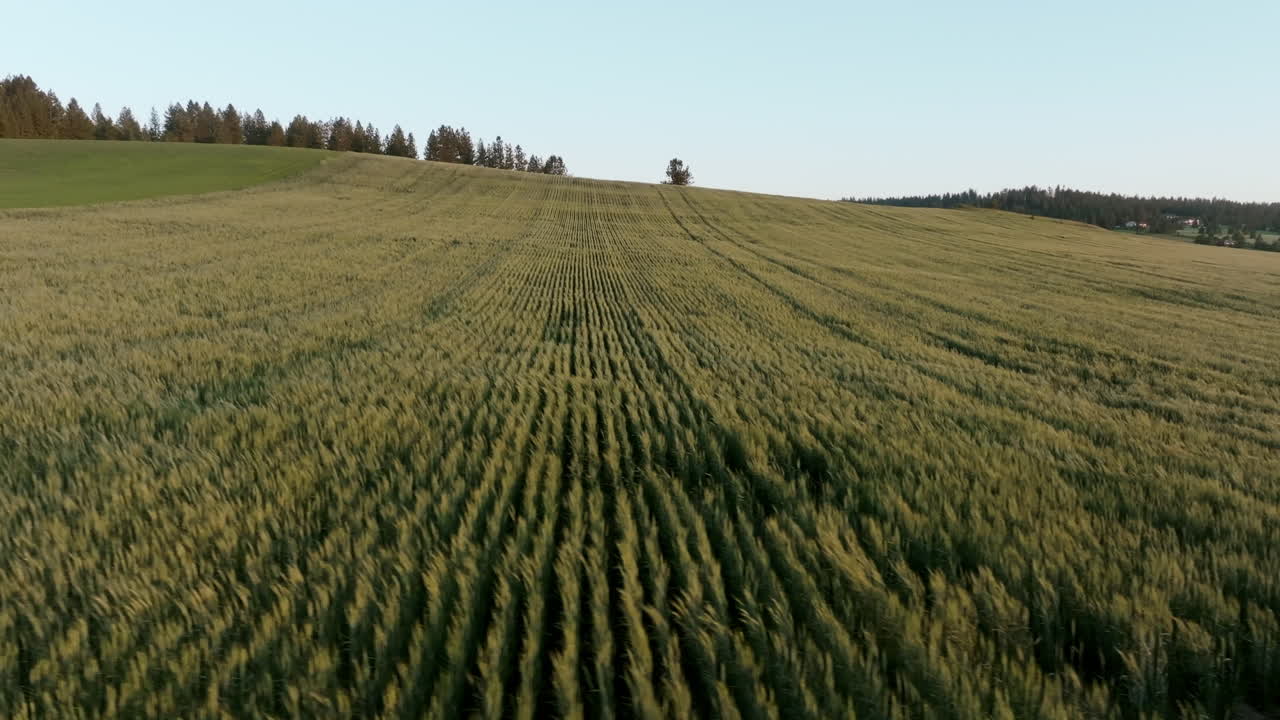 Rolling hills of grain meet the horizon beneath a clear blue sky at dusk