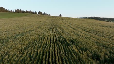 rolling hills of grain meet the horizon beneath a clear blue sky at dusk