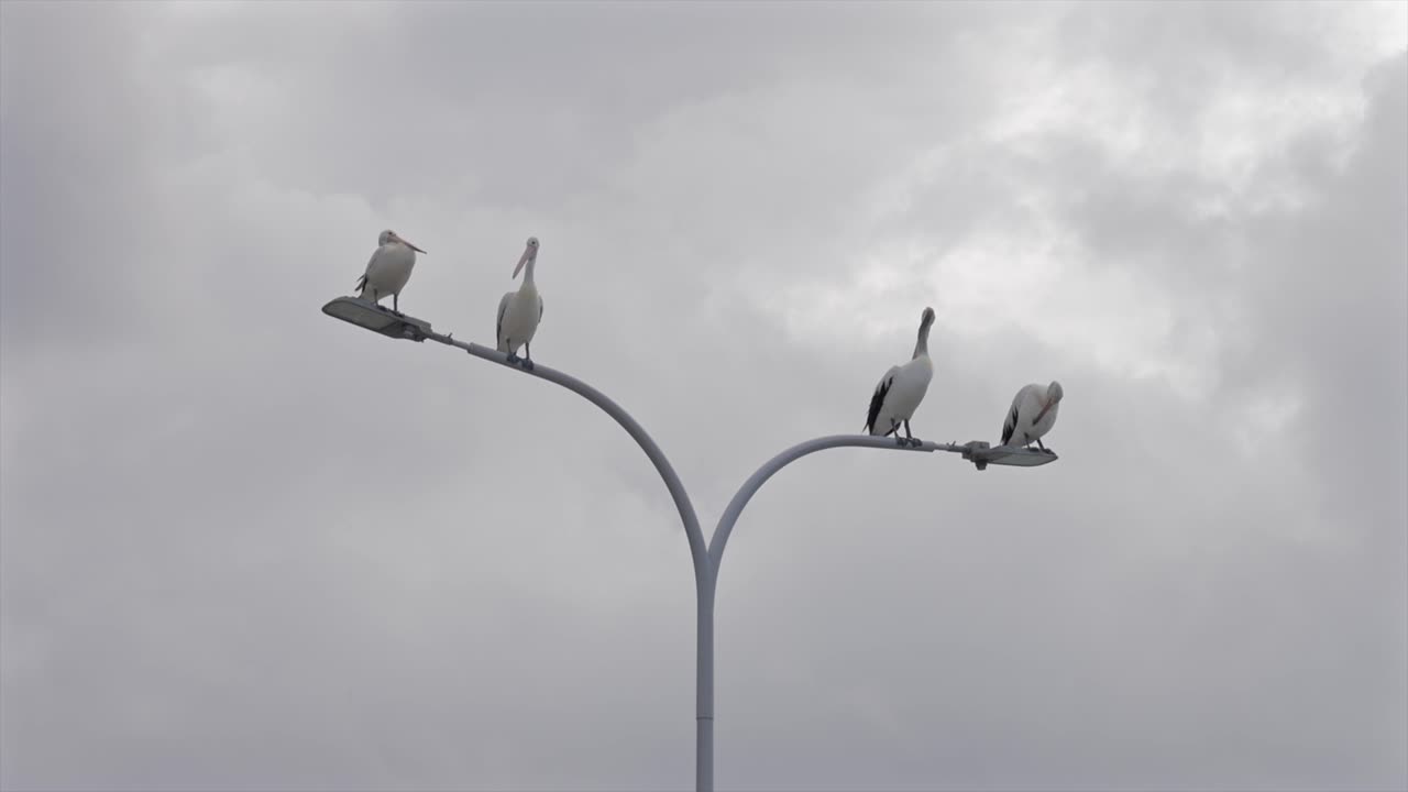 Quattro pellicani australiani distribuiti uniformemente su un lampione.