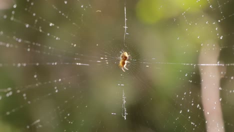 araña en su red