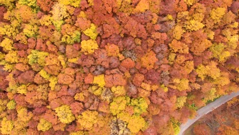 Aerial-view-of-incredible-roads-through-the-Durmitor-National-Park-in-Montenegro-full-of-amazing-fall-colours-during-autumn