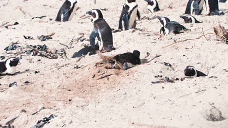 Pingüino-Cavando-Un-Hoyo-|-Colonia-De-Pingüinos-Africanos-En-La-Playa-De-Ciudad-Del-Cabo,-Sudáfrica,-Playa-De-Cantos-Rodados