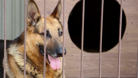 german shepherd in a cage