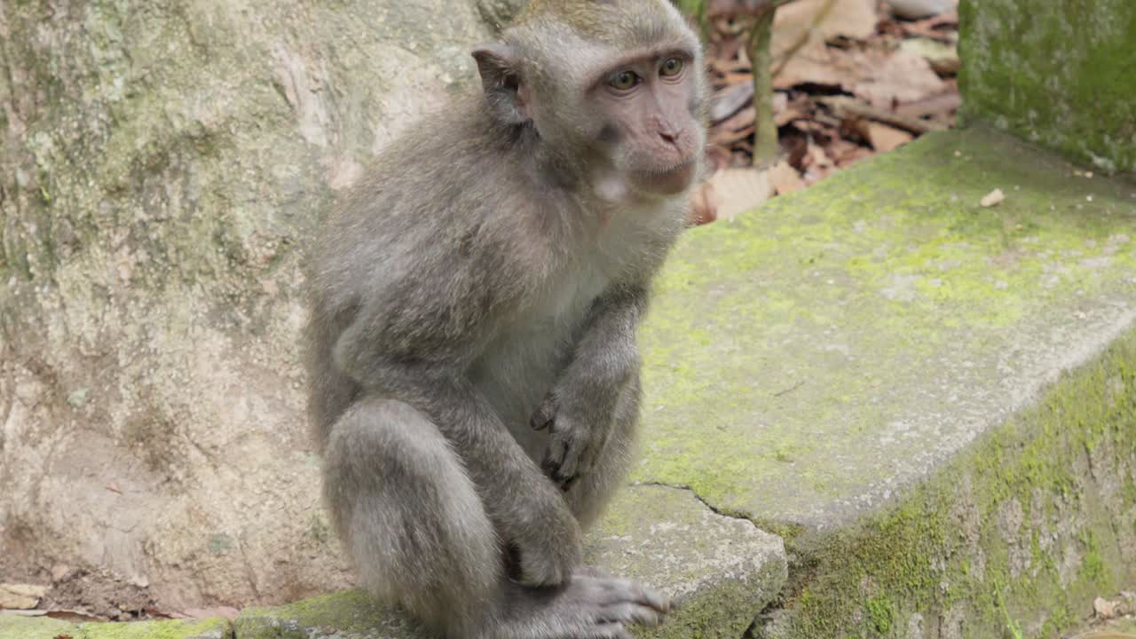 macaca fascicularis, especie de primate