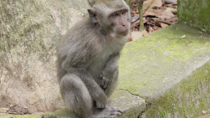Macaca fascicularis , primate species