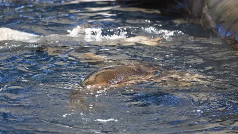focas que interactúan y nadan en un recinto del zoológico