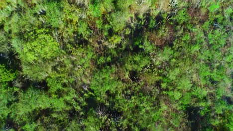 top down drone view of tropical arid dry shrub vegetation