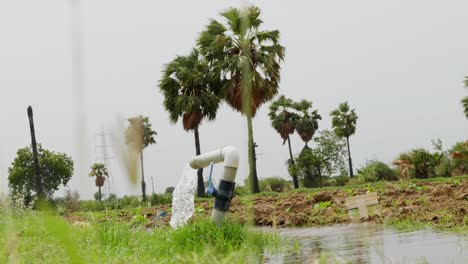 grass swaying in front of camera with bore water and palm trees, day time, low angle, stable shot, 4k.