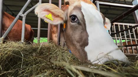 close-up indoor low angle pov of cow eating hay in farm with head through metal fence