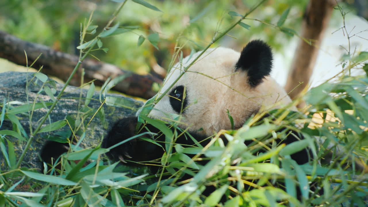 el oso panda come bambú