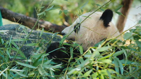 panda bear eats bamboo