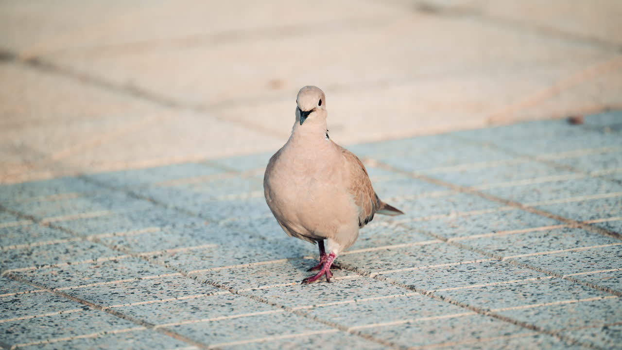 Close up of a Eurasian collared dove walking across sunlit pavement