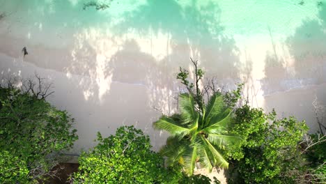 Bird-eye-drone-shot-of-white-sandy-beach,-trees-and-turquoise-water-on-the-baie-lazare-shore,-Mahe-Seychelles-30-fps