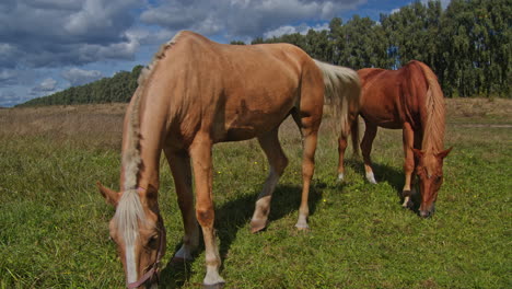 caballos marrones en la granja de caballos