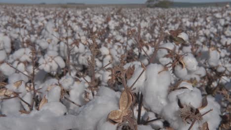 ramas blancas de algodón maduro que se mecen en el viento en el vasto campo de algodón listo para la cosecha