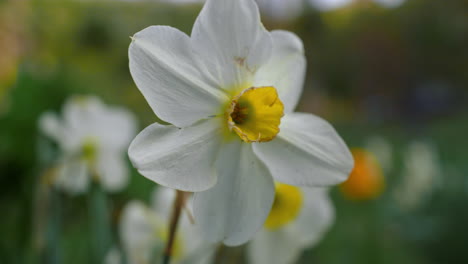 flores de narciso floreciendo en el campo de hierba verde. fondo floral.