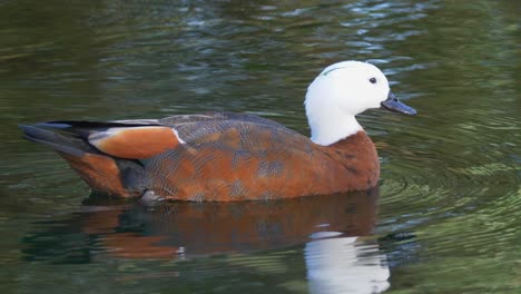 female paradise shelduck on a pond in new zealand