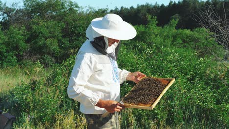 Beekeeper is working with bees and beehives on the apiary. Frames of a bee hive.