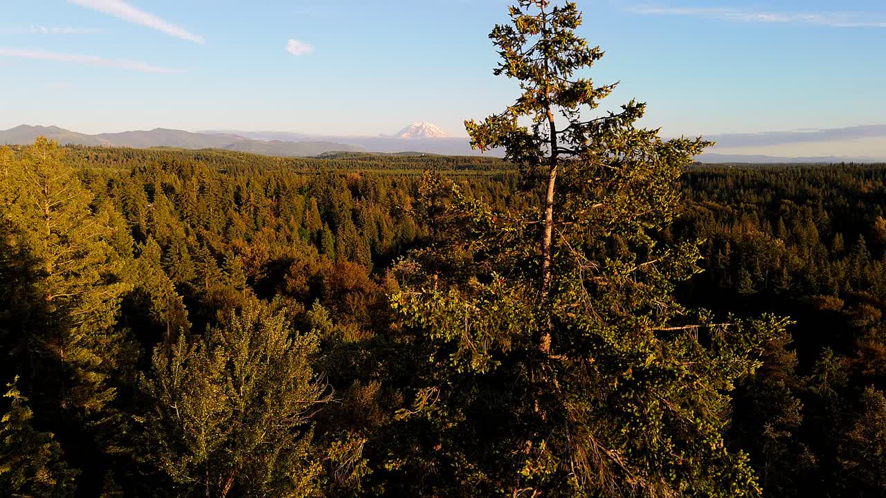fotografía aérea de árbol y bosque de hoja perenne con el monte rainier en el fondo durante la puesta del sol