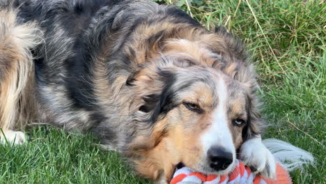 portrait of an beautiful border collie chewing on toy