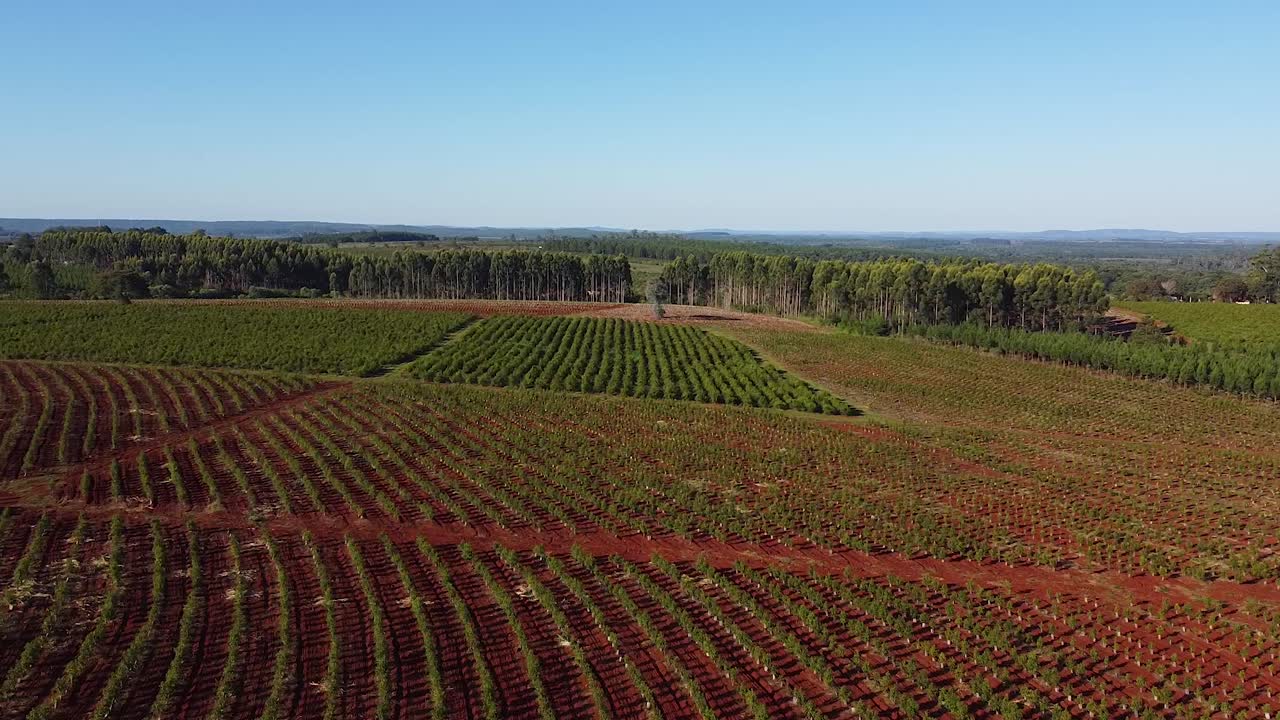 아르헨티나 의 전통 음료 인 예르바 마테 농장 의 성장 단계 의 항공 사진