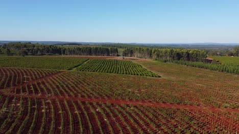 Luftaufnahme-Der-Wachstumsstadien-In-Der-Yerba-Mate-Plantage,-Traditionelles-Getränk-Argentiniens