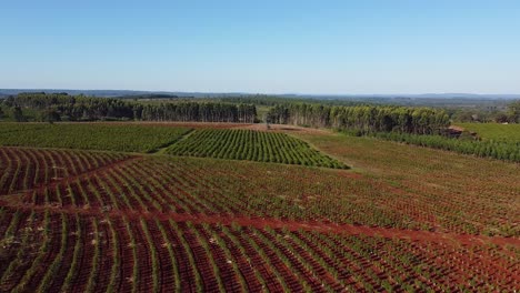 vista aérea de las etapas de crecimiento en la plantación de yerba mate, bebida tradicional de argentina