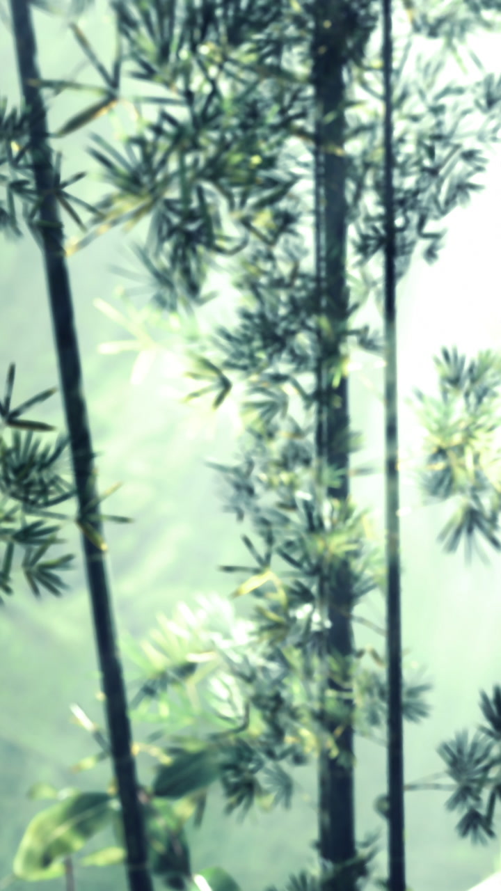 Bamboo forest with sunlight filtering through leaves in the morning