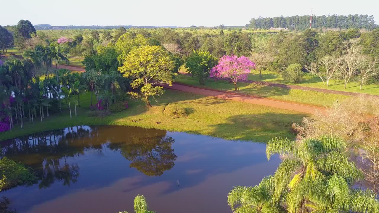 Carpinchos (Capybara) rodents sunbathing in the grass  next lagoon in Las Marias industry complex. Enviromental conciousness in Yerba Mate factory gardens, in Corrientes, Argentina.