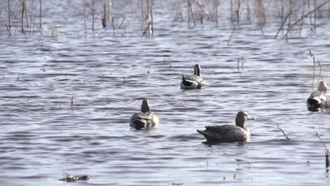duck-decoys-on-the-water