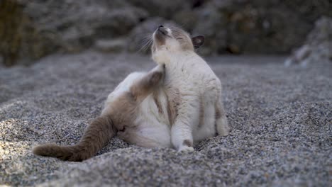 漂亮的猫在海<unk>上清理它的毛皮,背景是岩石