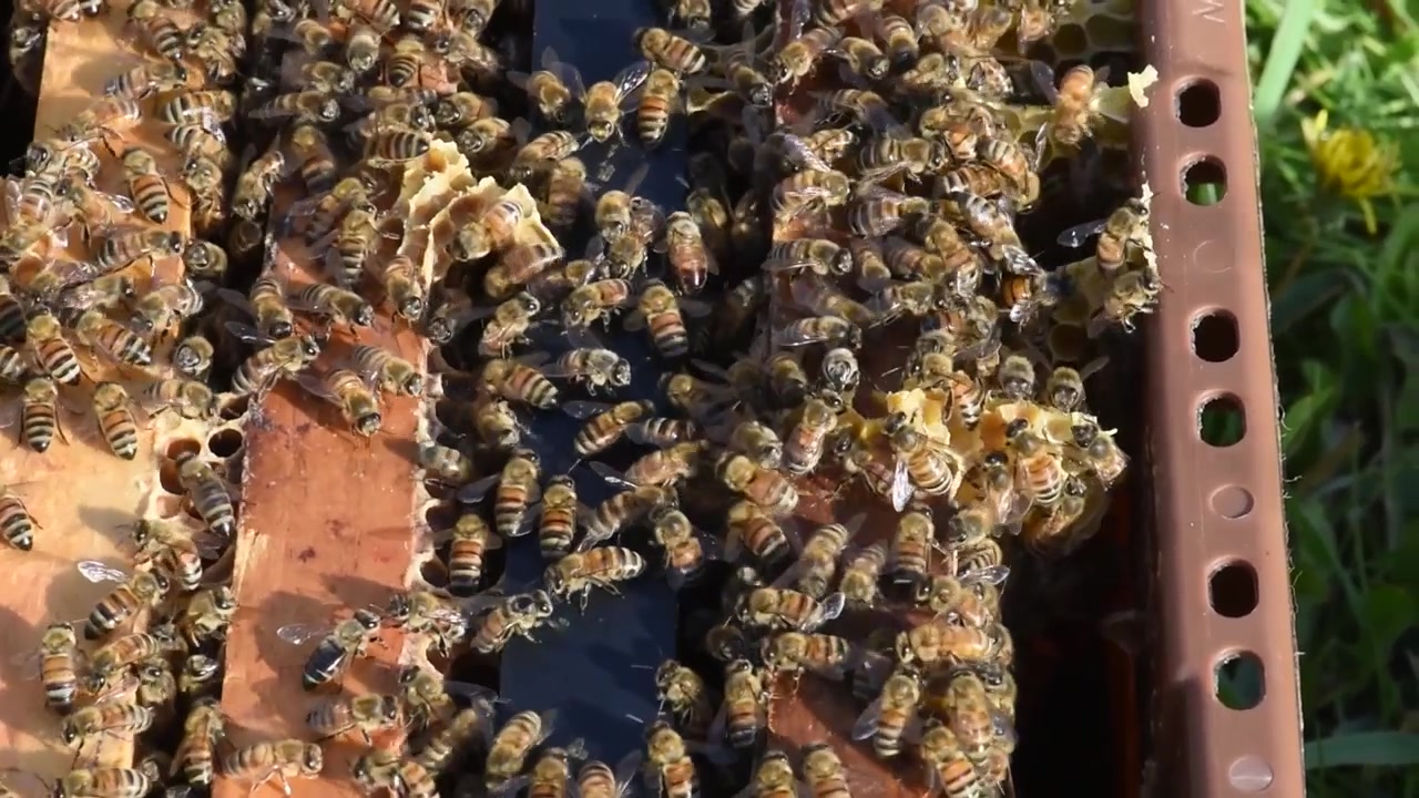 Honey Bees diligently work the hive to produce honey for a beekeeper.