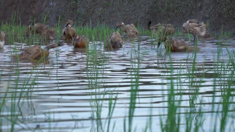 Ein-Schwarm-Enten-Schwimmt-Und-Sucht-Im-Wasser-Nach-Nahrung