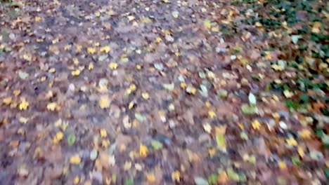 just dead leaves on the ground autumn, hassendeide park in berlin, germany, 30 fps hd 6 secs